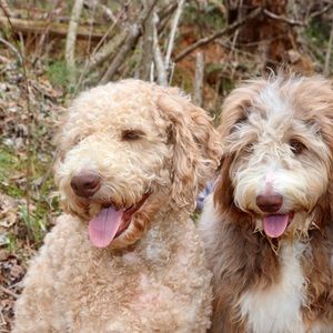 Meet your Posher, Anza